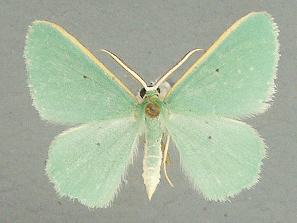 /filer/webapps/moths/media/images/D/didita_Chlorocoma_AM_TMSA.jpg