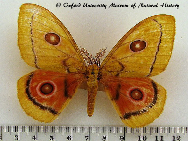 /filer/webapps/moths/media/images/D/dido_Bunaeopsis_A_OUMNH.jpg