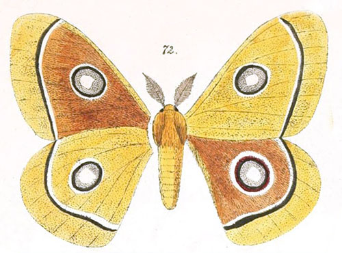 /filer/webapps/moths/media/images/D/dido_Euchroa_HT_Maassen_72.jpg