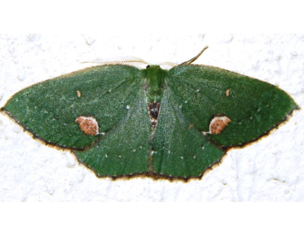 /filer/webapps/moths/media/images/D/diducta_Lasiochlora_A_Grobler_01.jpg
