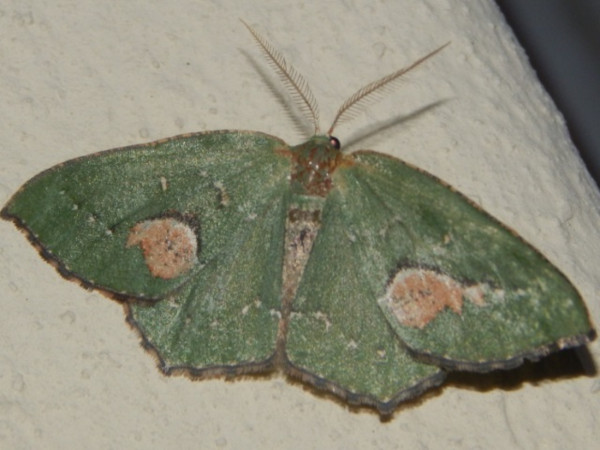 /filer/webapps/moths/media/images/D/diducta_Lasiochlora_A_Grobler_02.jpg