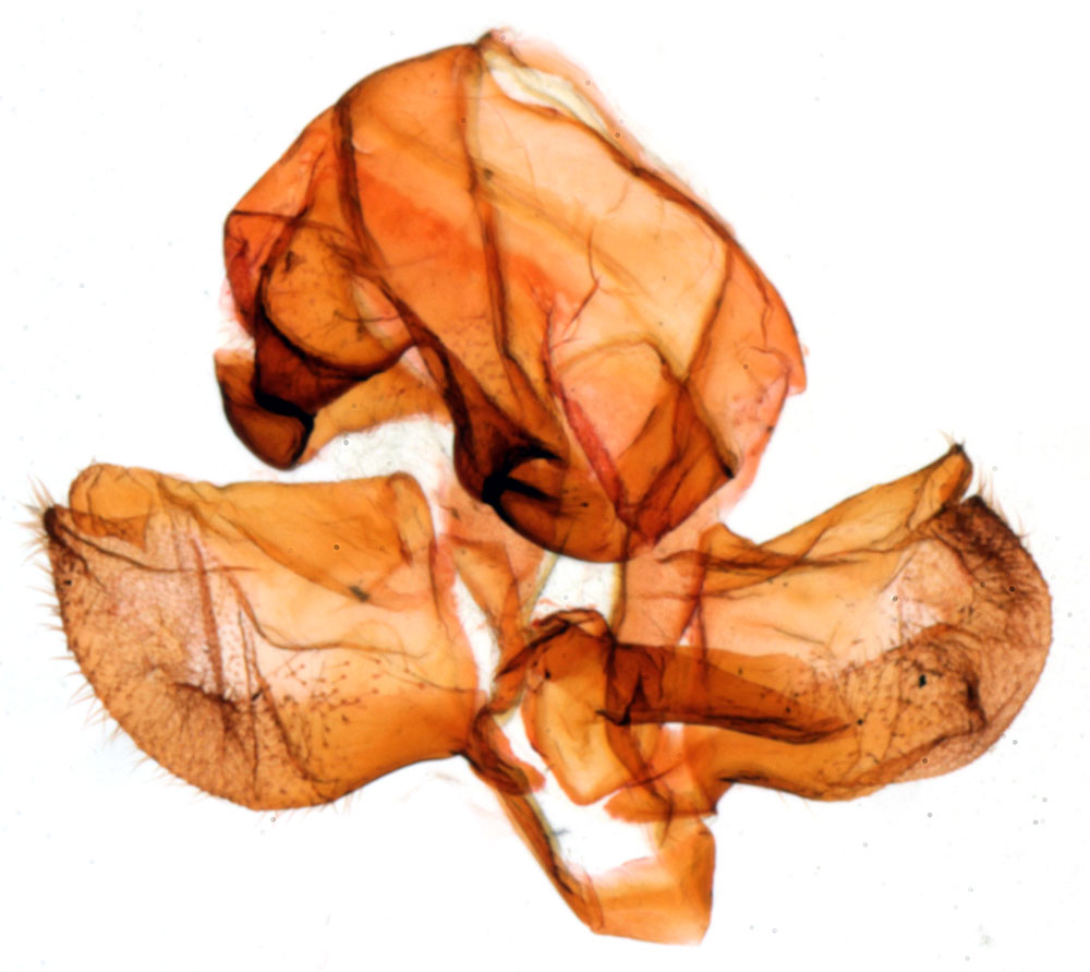 /filer/webapps/moths/media/images/D/didya_Gallienica_GMHT_MNHN_1093.jpg