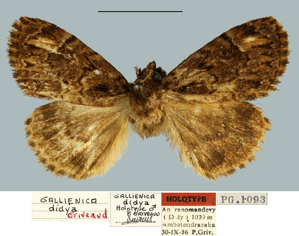 /filer/webapps/moths/media/images/D/didya_Gallienica_HT_MNHN.jpg