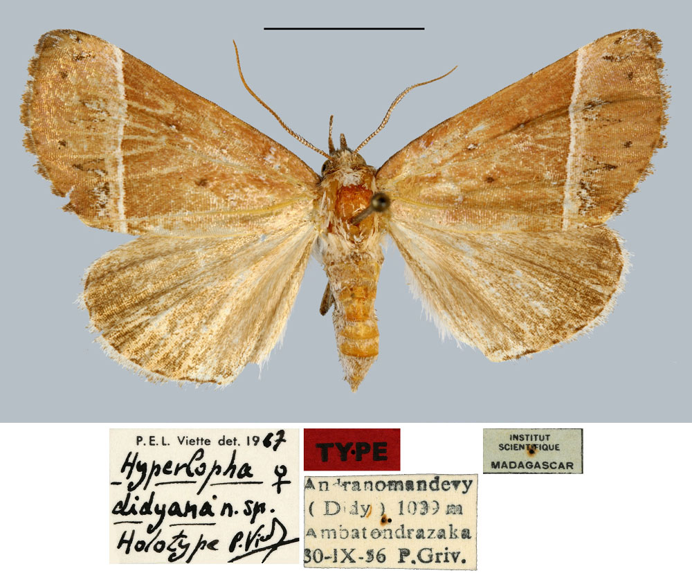 /filer/webapps/moths/media/images/D/didyana_Hyperlopha_HT_MNHN.jpg