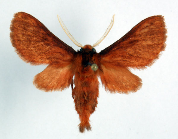 /filer/webapps/moths/media/images/D/didyma_Metarctia_AM_Ochse.jpg