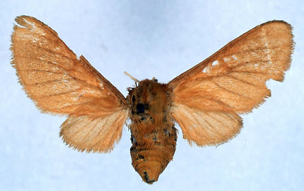 /filer/webapps/moths/media/images/D/didyma_Metarctia_AT_BMNH_01.jpg