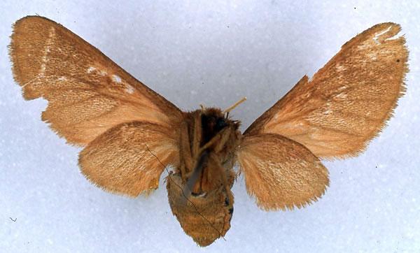 /filer/webapps/moths/media/images/D/didyma_Metarctia_AT_BMNH_02.jpg