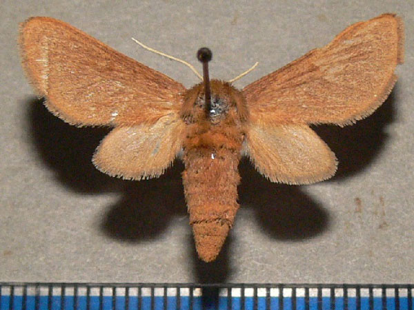 /filer/webapps/moths/media/images/D/didyma_Metarctia_A_Goff.jpg