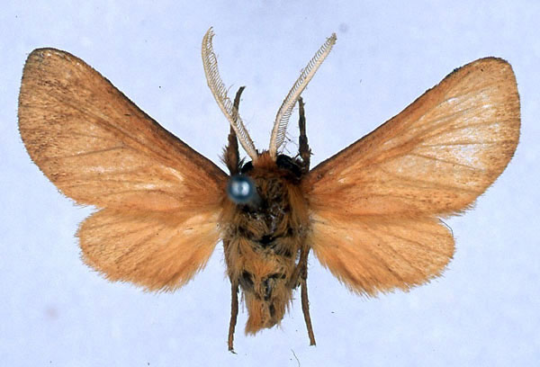 /filer/webapps/moths/media/images/D/didyma_Metarctia_HT_BMNH_01.jpg