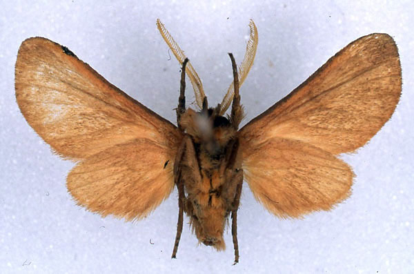 /filer/webapps/moths/media/images/D/didyma_Metarctia_HT_BMNH_02.jpg