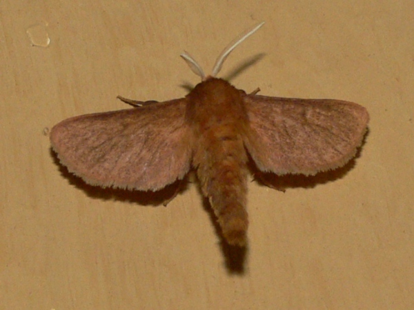 /filer/webapps/moths/media/images/D/didyma_Thyretarctia_A_Goff_01.jpg