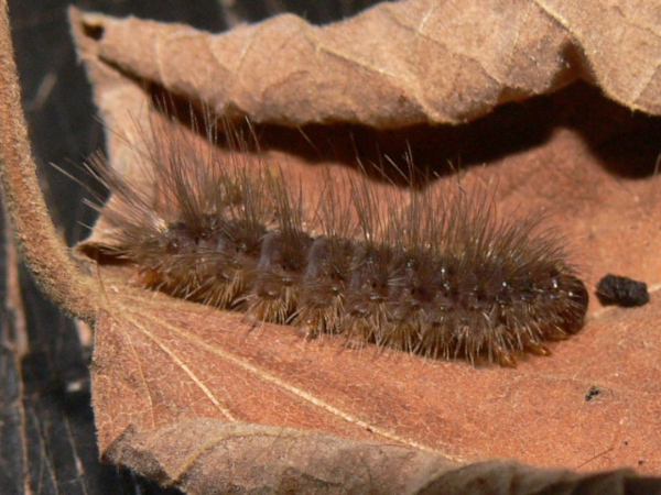/filer/webapps/moths/media/images/D/didyma_Thyretarctia_C_Goff_02.jpg