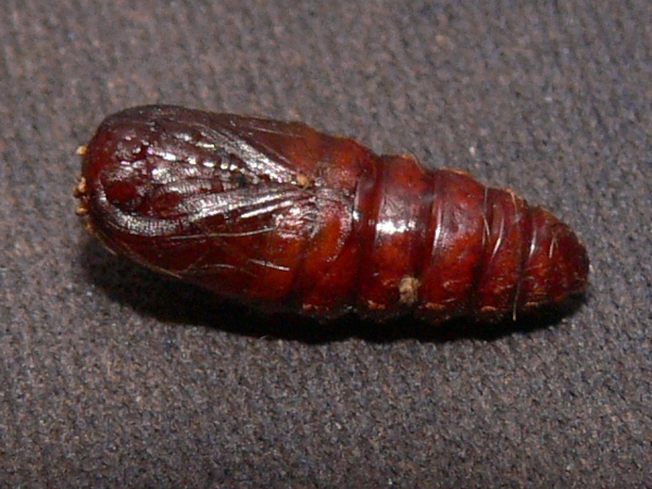 /filer/webapps/moths/media/images/D/didyma_Thyretarctia_P_Goff_03.jpg