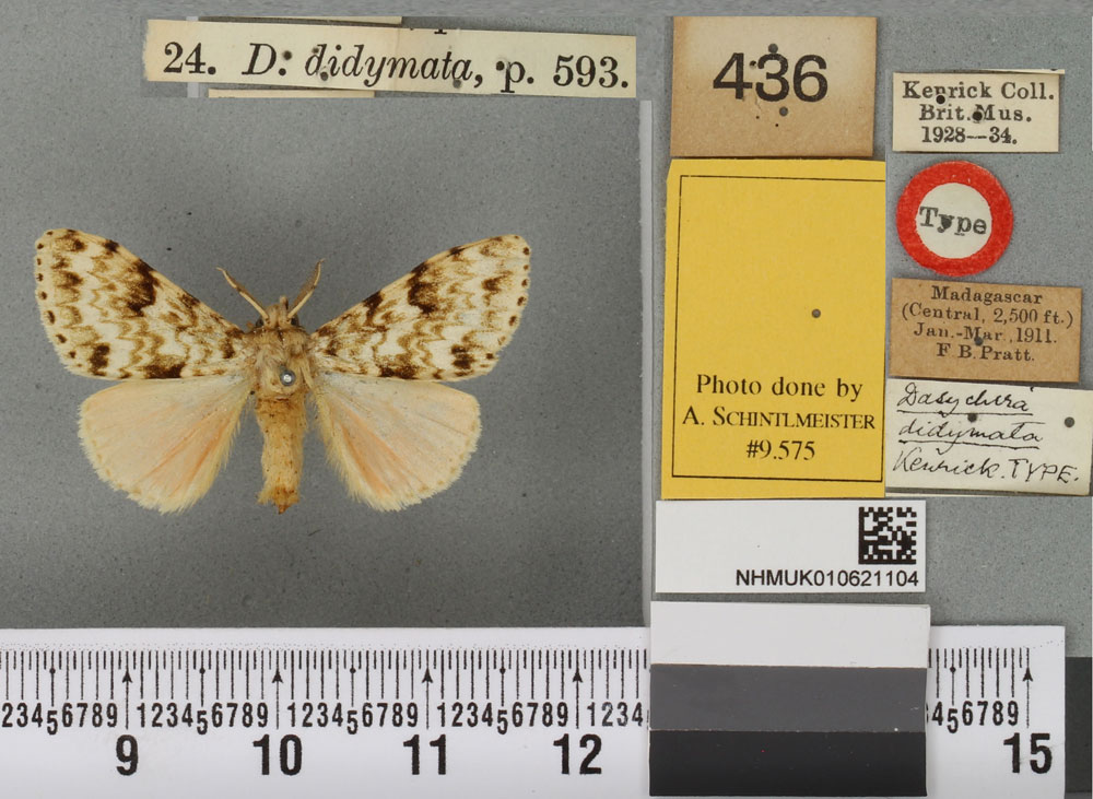 /filer/webapps/moths/media/images/D/didymata_Dasychira_LT_BMNHa.jpg