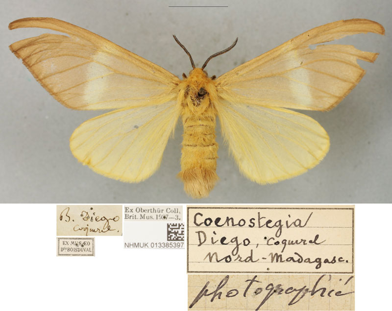 /filer/webapps/moths/media/images/D/diego_Bombyx_PLTF_BMNH.jpg
