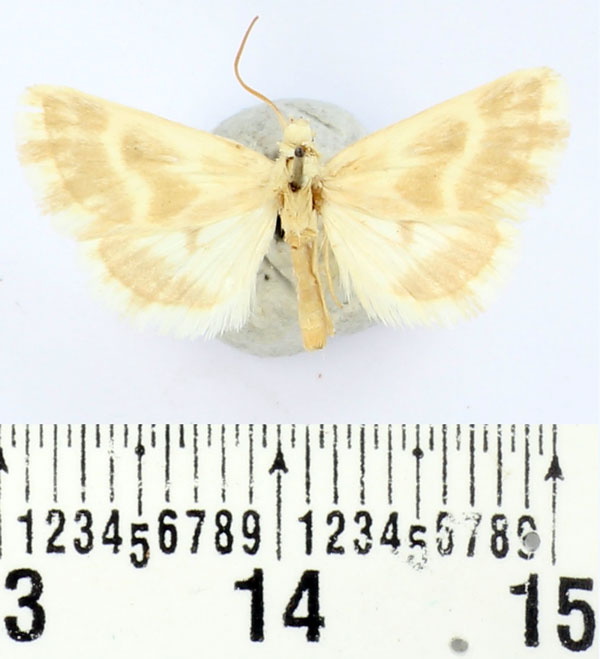 /filer/webapps/moths/media/images/D/diehli_Riadhia_AM_BMNH.jpg