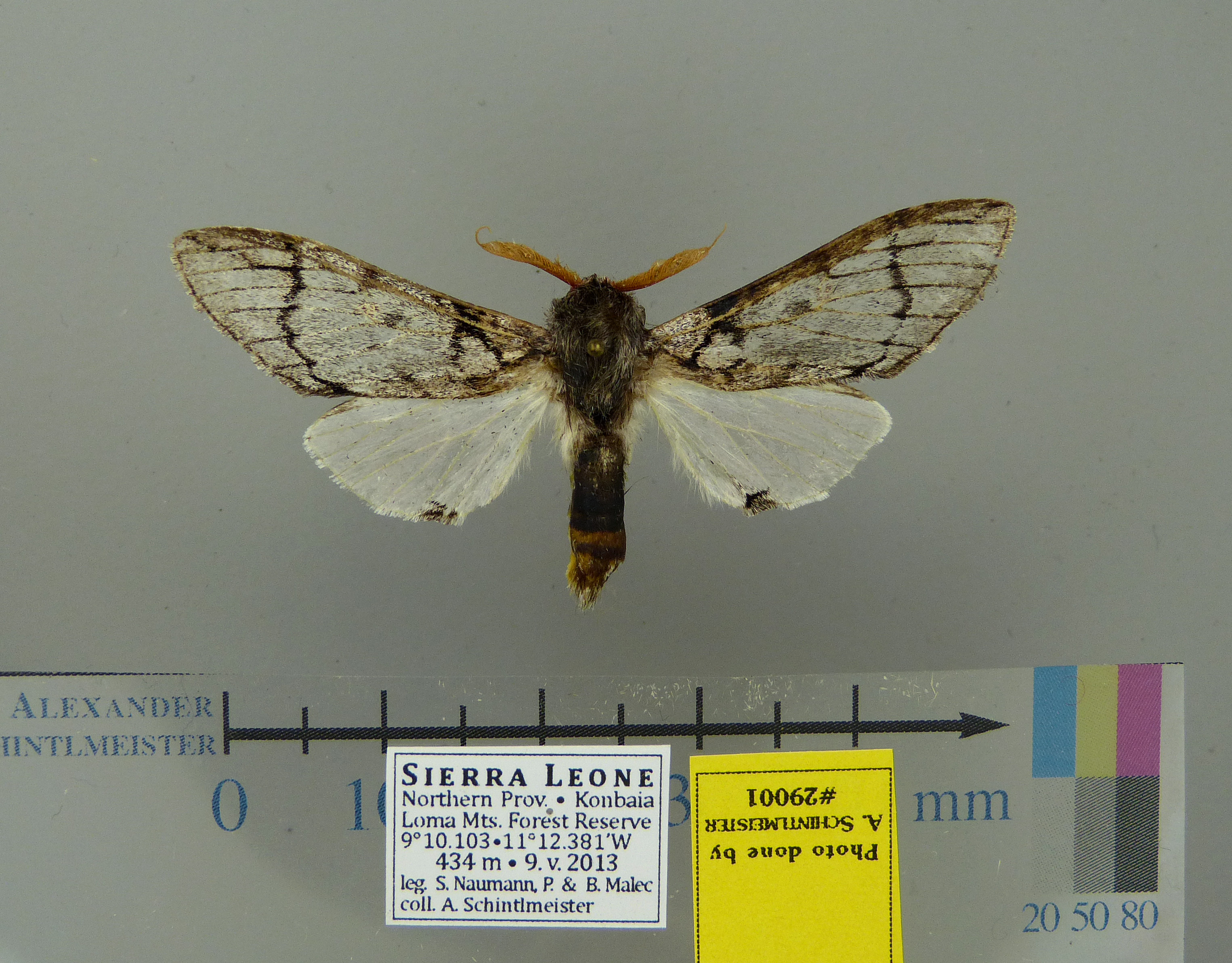 /filer/webapps/moths/media/images/D/dierli-Afroplitis-29001-Sierra_Leone.jpg