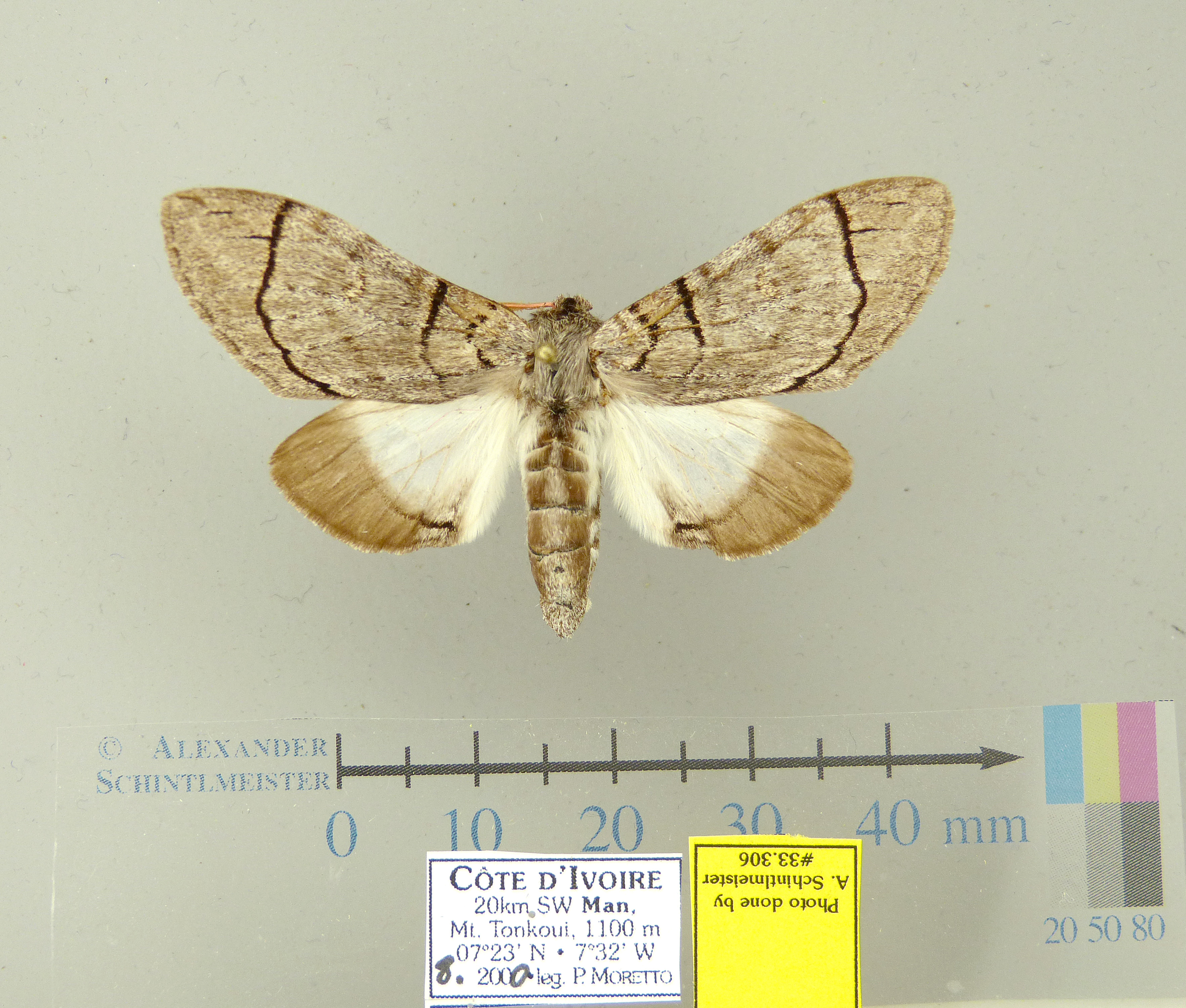 /filer/webapps/moths/media/images/D/dierli-Afroplitis-33306f-Elfenbeinkuste.jpg