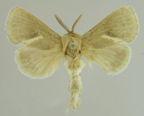 /filer/webapps/moths/media/images/D/dietermeyi_Metarbela_PTM_MfN_02.jpg
