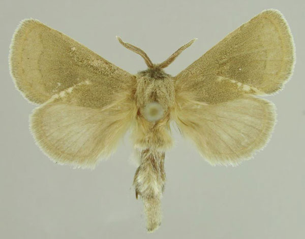 /filer/webapps/moths/media/images/D/dietermeyi_Metarbela_PTM_MfN_03.jpg