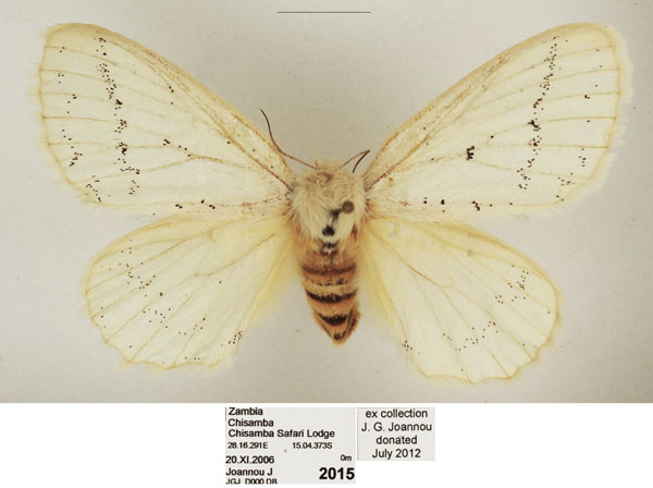 /filer/webapps/moths/media/images/D/difficilis_Phiala_AF_TMSA.jpg