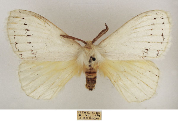 /filer/webapps/moths/media/images/D/difficilis_Phiala_AM_TMSA_01.jpg