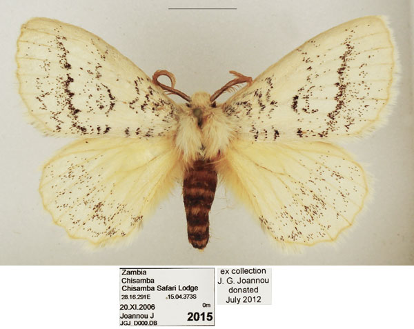 /filer/webapps/moths/media/images/D/difficilis_Phiala_AM_TMSA_03.jpg