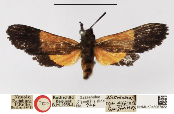 /filer/webapps/moths/media/images/D/diffinis_Netrocera_HT_NHMUK.jpg