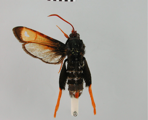 /filer/webapps/moths/media/images/D/difformis_Alonina_STF_BMNH.jpg