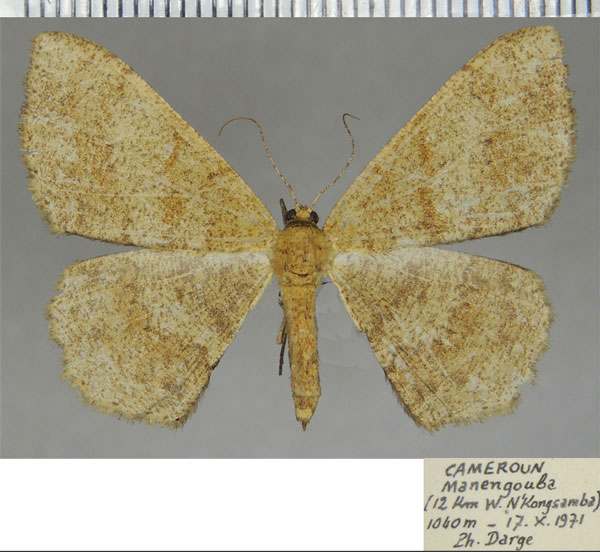 /filer/webapps/moths/media/images/D/diffusa_Anacleora_AF_ZSM.jpg