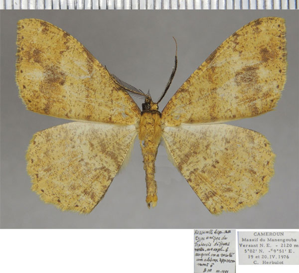 /filer/webapps/moths/media/images/D/diffusa_Anacleora_AM_ZSM.jpg