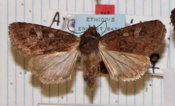 /filer/webapps/moths/media/images/D/diffusa_Apospasta_AT_MNHN.jpg