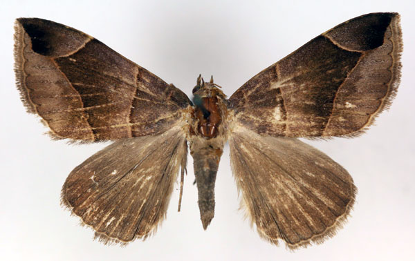 /filer/webapps/moths/media/images/D/diffusa_Bastilla_AF_RMCA.jpg