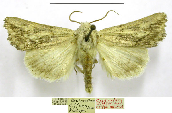 /filer/webapps/moths/media/images/D/diffusa_Centrartha_PTM_TMSA_01.jpg