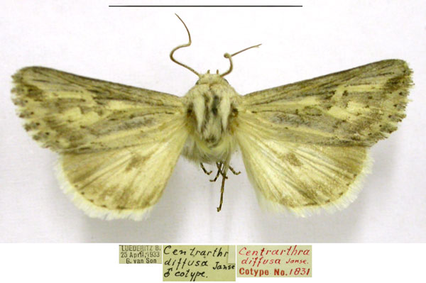 /filer/webapps/moths/media/images/D/diffusa_Centrartha_PTM_TMSA_02.jpg