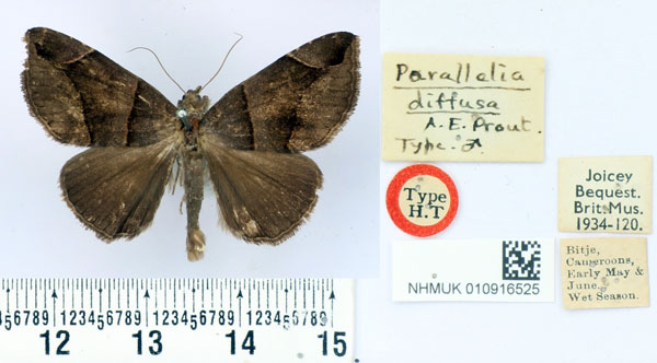 /filer/webapps/moths/media/images/D/diffusa_Parallelia_HT_BMNH.jpg