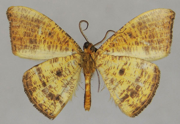 /filer/webapps/moths/media/images/D/diffusata_Milocera_AM_ZSMb.jpg
