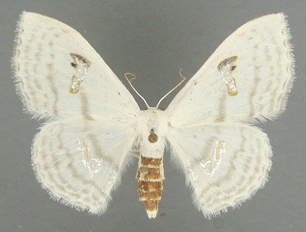 /filer/webapps/moths/media/images/D/digammata_Problepsis_AF_TMSA.jpg