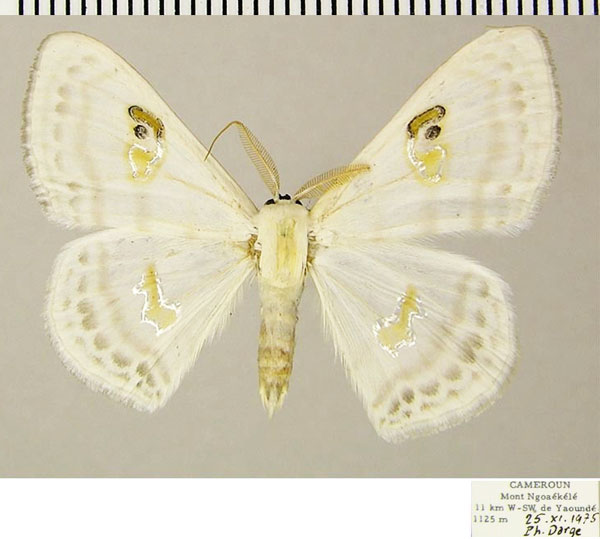 /filer/webapps/moths/media/images/D/digammata_Problepsis_AM_ZSM.jpg