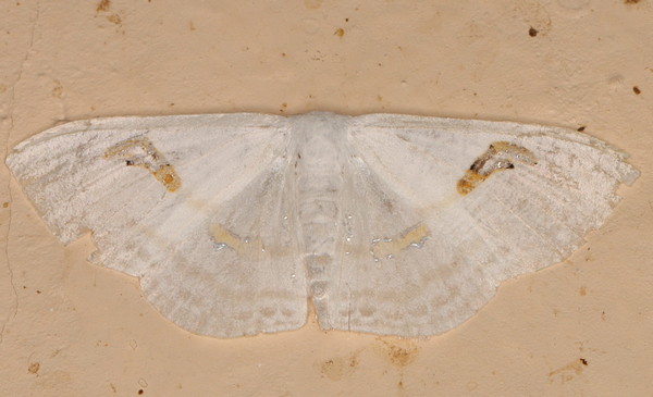 /filer/webapps/moths/media/images/D/digammata_Problepsis_A_Heyns_01.jpg