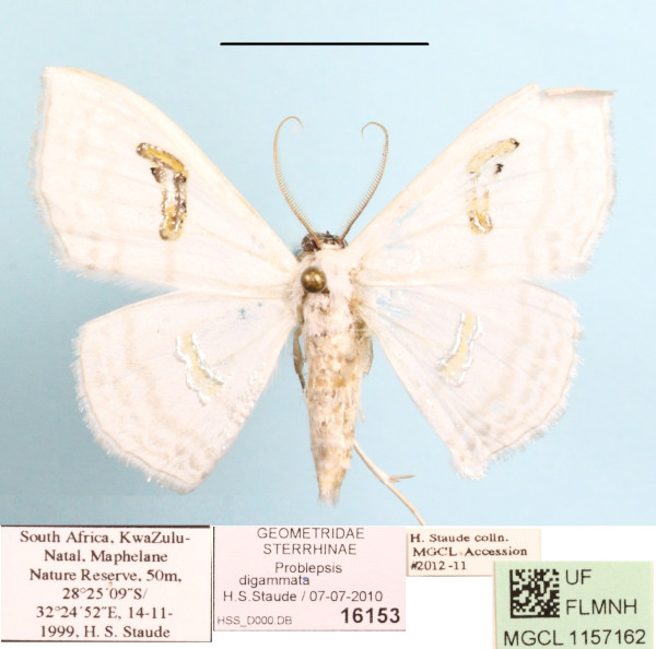 /filer/webapps/moths/media/images/D/digammata_Problepsis_A_MGCL.JPG