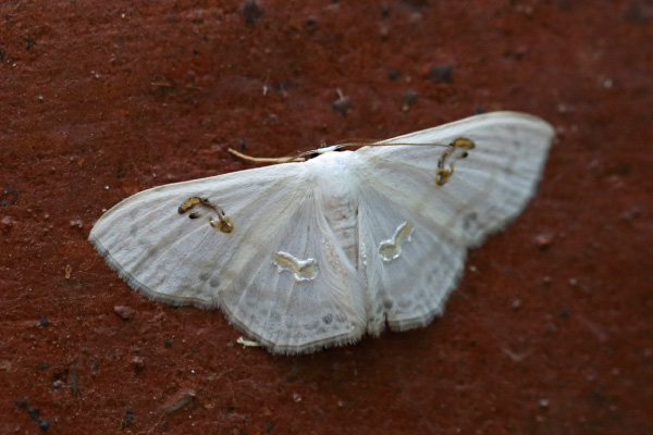 /filer/webapps/moths/media/images/D/digammata_Problepsis_A_Voaden.jpg