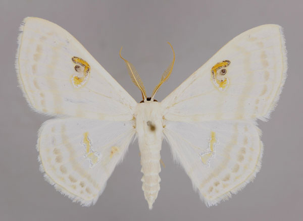 /filer/webapps/moths/media/images/D/digammata_Problepsis_A_ZSM_01.jpg