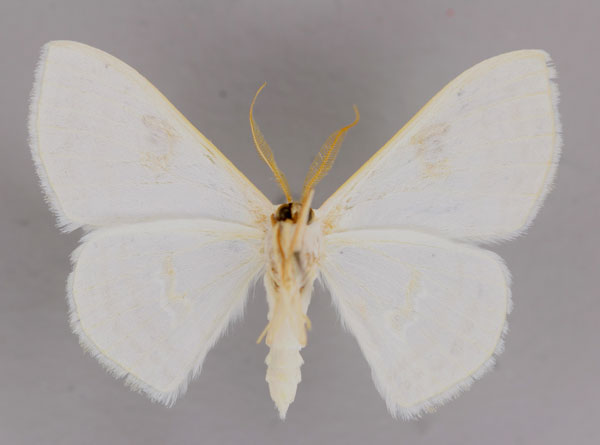 /filer/webapps/moths/media/images/D/digammata_Problepsis_A_ZSM_02.jpg