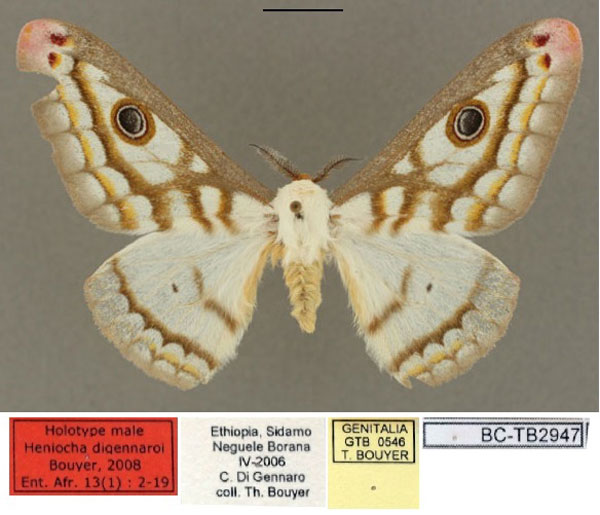 /filer/webapps/moths/media/images/D/digennaroi_Heniocha_HT_RBINS_01.jpg