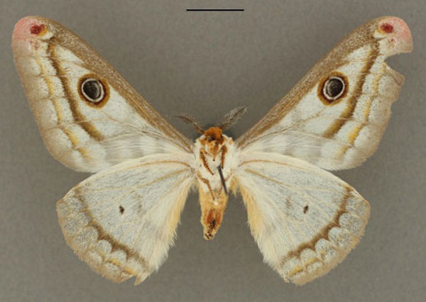 /filer/webapps/moths/media/images/D/digennaroi_Heniocha_HT_RBINS_02.jpg