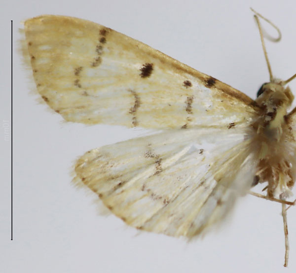 /filer/webapps/moths/media/images/D/digitalis_Herpetogramma_HT_ZSM.jpg