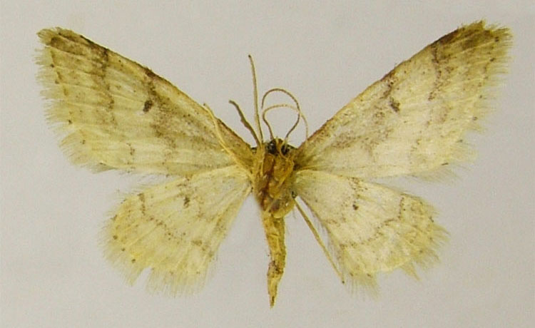 /filer/webapps/moths/media/images/D/digitella_Idaea_HT_ZSMb.jpg