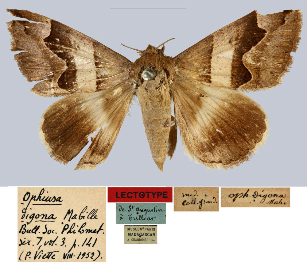 /filer/webapps/moths/media/images/D/digona_Ophiusa_LT_MNHN.jpg