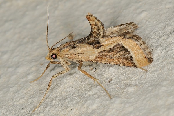/filer/webapps/moths/media/images/D/digonialis_Lorymodes_A_Heyns_01.JPG
